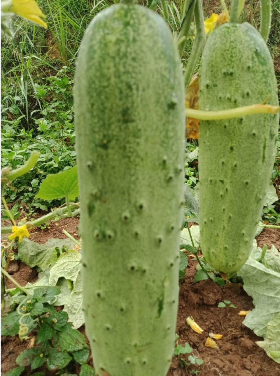 akarshak cucumber